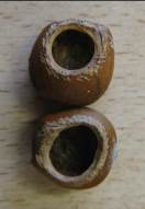 Howardian Local Nature Reserve
  Hazel Nuts eaten by Dormice