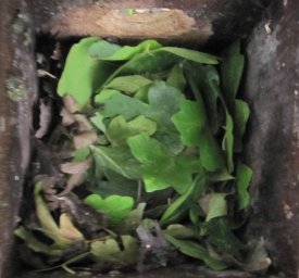 Fresh green leaves are a clear indication of a Dormouse nest.