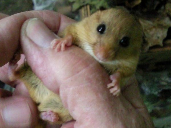 Howardian Local Nature Reserve
    Dormouse Reed
Nest