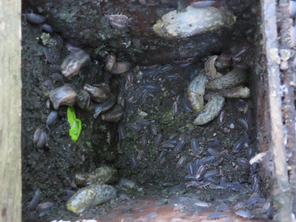 Howardian Local Nature Reserve Dormouse Box taken over by Slugs and Woodlice