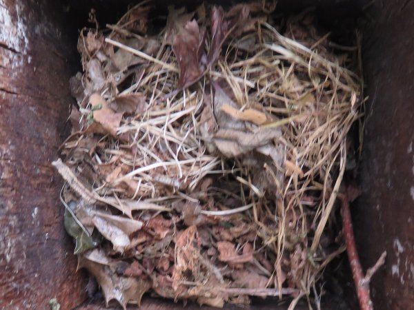 Howardian Local Nature Reserve Typical woven Dormouse Nes