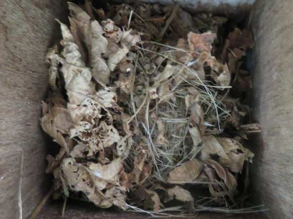 Howardian Local Nature Reserve Dormouse nest