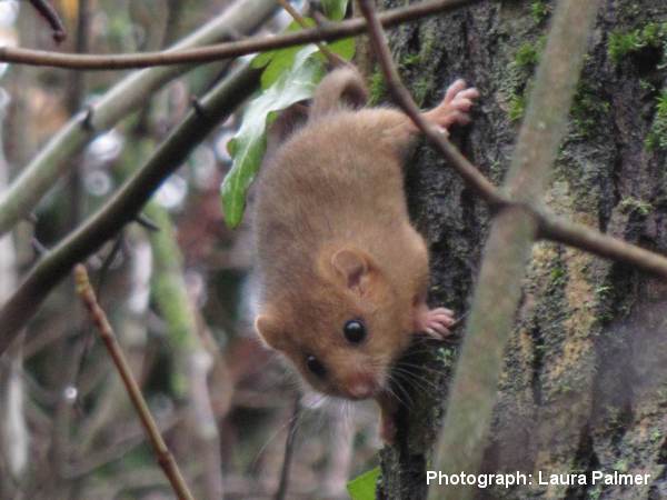 Dormouse in tree - November