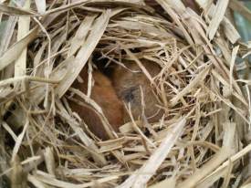 Howardian Local Nature Reserve Reed Dormouse Nes