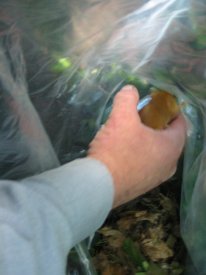 Howardian Local Nature Reserve
    Dormouse safely caught