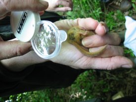 Howardian Local Nature Reserve
    Dormouse sexing