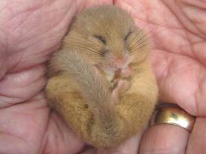 Howardian Local Nature Reserve
    Torpid Dormouse ~ April