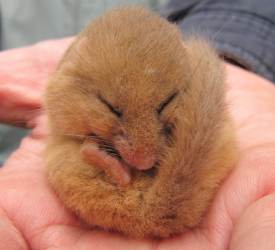 Howardian Local Nature Reserve
 Torpid Dormouse ♂ 18gms ~ April