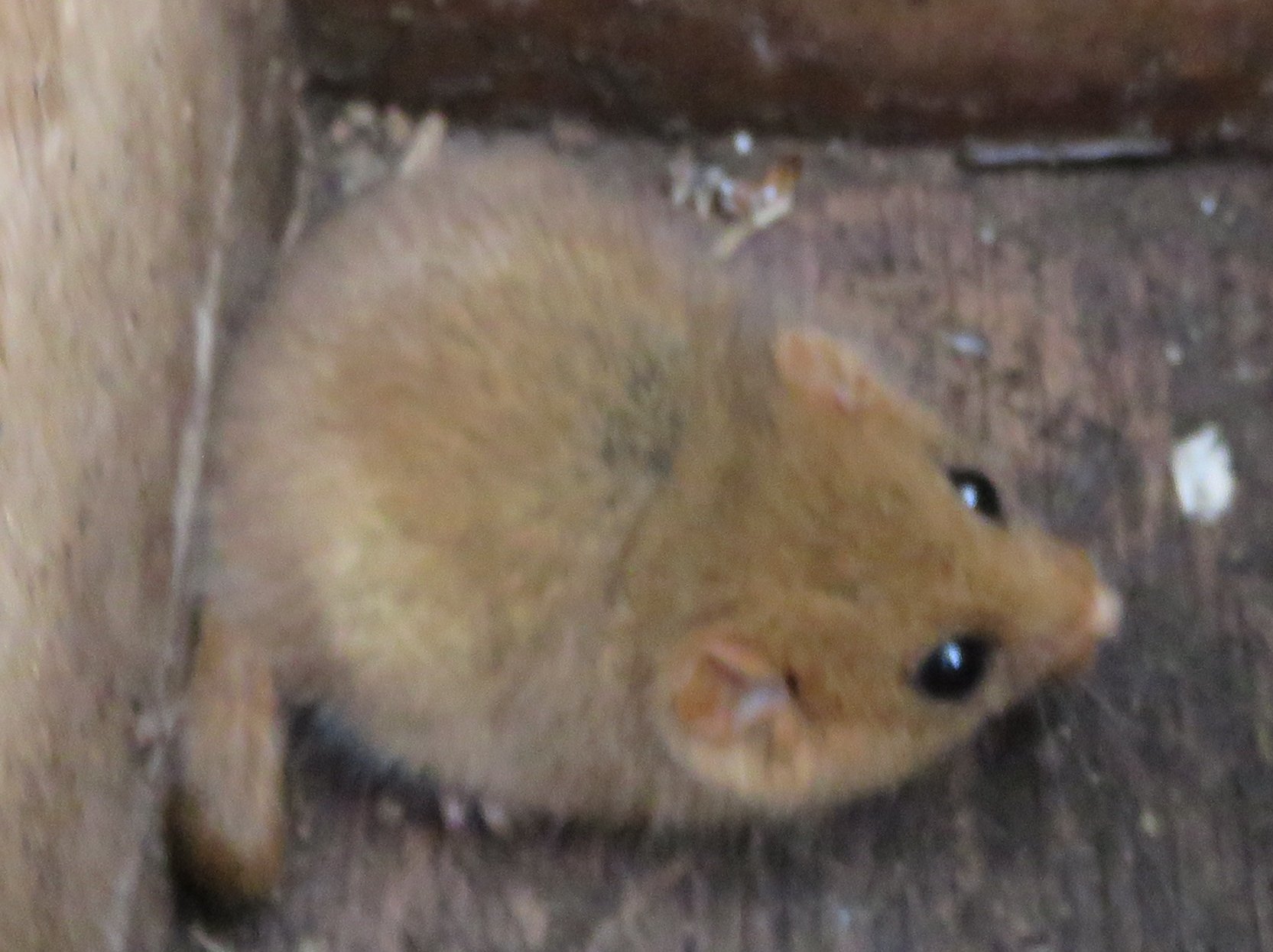 Howardian Local Nature Reserve Juvenile Dormouse