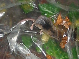 Howardian Local Nature Reserve
  Pygmy Shrew ~ October