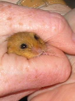 Howardian Local Nature Reserve
  Dormouse portrait