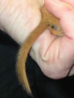 Howardian Local Nature Reserve
  Distinctive Dormouse tail