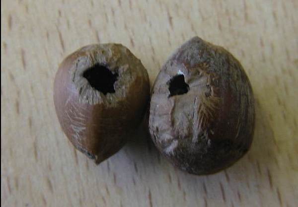 Howardian Local Nature Reserve
Hazel Nuts eaten by Woodmice Howardian Local Nature Reserve
Hazel Nuts eaten by Woodmice