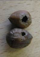 Howardian Local Nature Reserve
  Hazel Nuts eaten by Woodmice