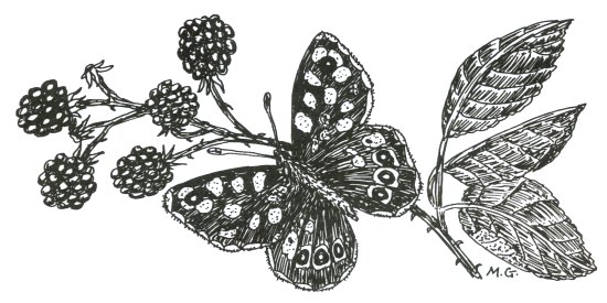 Howardian Local Nature Reserve Motif
  Speckled Wood Butterfly on sprig of Bramble
  by Dr Mary Gillham MBE