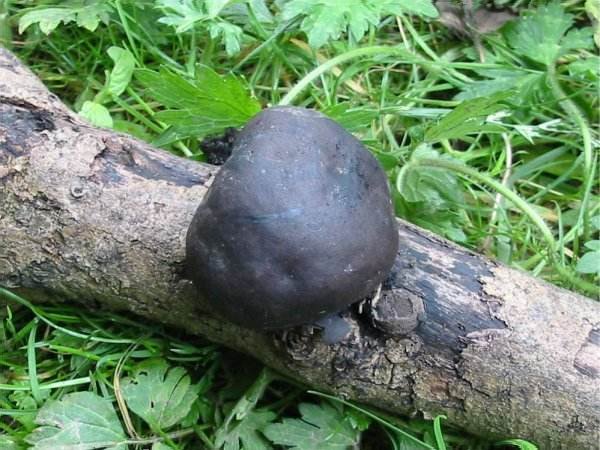 Howardian Local Nature Reserve King Alfred's Cakes