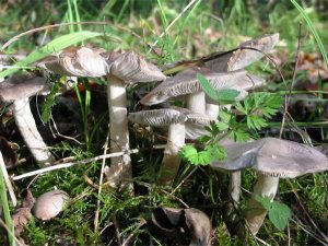 Tricholoma cingulatum
    June