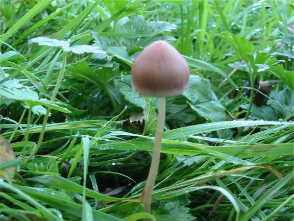 Howardian Local Nature Reserve Panaeolus sp.