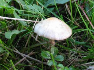 Stinking Dapperling
    Lepiota cristata