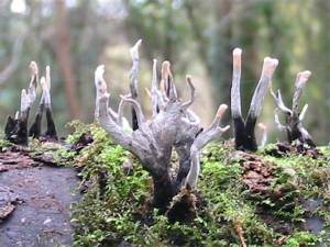 Candle Snuff, Stags Horn fungus
    Xylaria hypoxylon