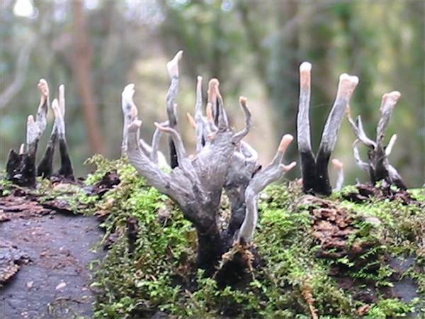 Howardian Local Nature Reserve