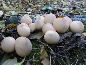 Stump Puffball
    Lycoperdon pyriforme