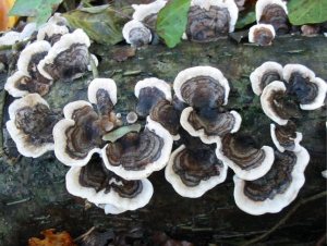Turkeytail, Many-zoned Polypore
    Trametes versicolor