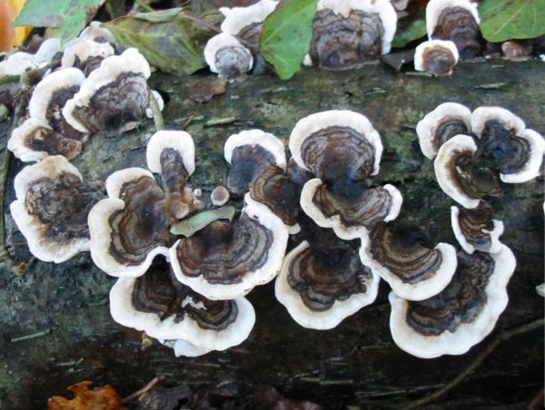 Howardian Local Nature Reserve
  Turkeytail, Many-zoned Polypore