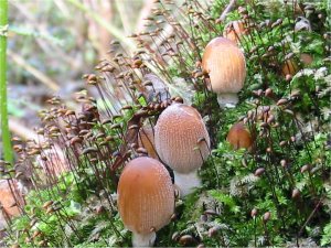 Mica Ink-cap
    Coprinus micaceus