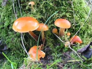 Velvet Shank
    Flammulina velutipes