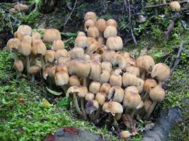 Mica Ink-cap
    Coprinus micaceus