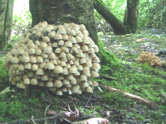 Howardian Local Nature Reserve