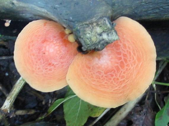 Howardian Local Nature Reserve