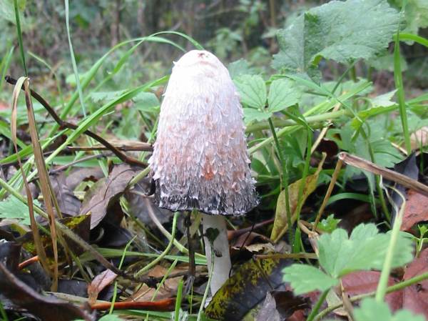 Howardian Local Nature Reserve
Shaggy Ink Cap
Coprinus comatus