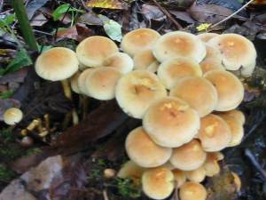 Sulphur Tuft
    Hypholoma fasciculare