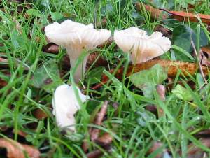 Snowy Wax-Cap