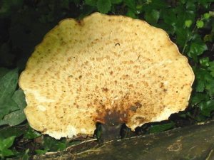 Dryad's saddle
    Polyporus squamosus