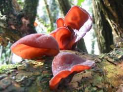 Jelly Ear, Jew's Ear