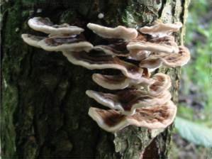 Trametes sp.
    June