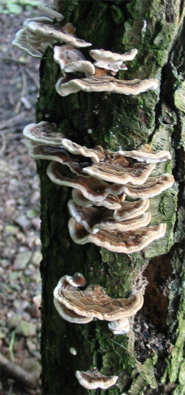Howardian Local Nature Reserve Trametes sp.