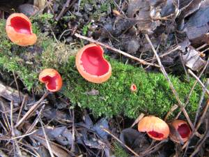 Scarlet Elf Cup