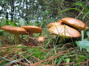 Weeping Bolete