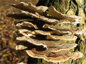 Trametes sp.
    December