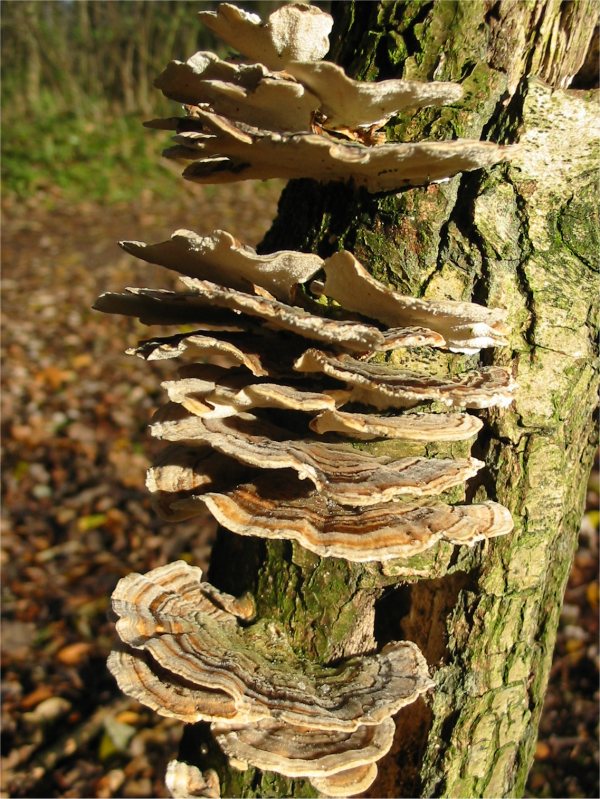Howardian Local Nature Reserve Trametes sp.