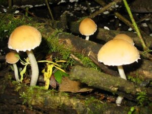 Pale Brittlestem
    Psathyrella candolleana