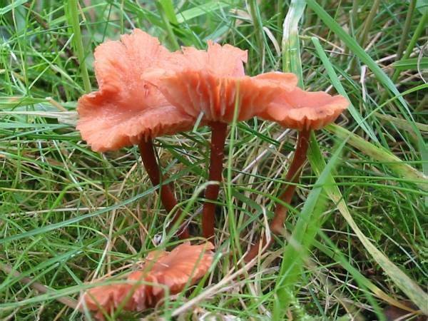 Howardian Local Nature Reserve Waxy Laccaria