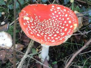 Fly Agaric