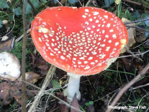 Howardian Local Nature Reserve  Fly Agaric