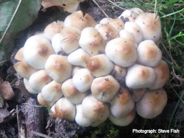 Howardian Local Nature Reserve
  Sulphur Tuft
  Hypholoma fasciculare var. fasciculare