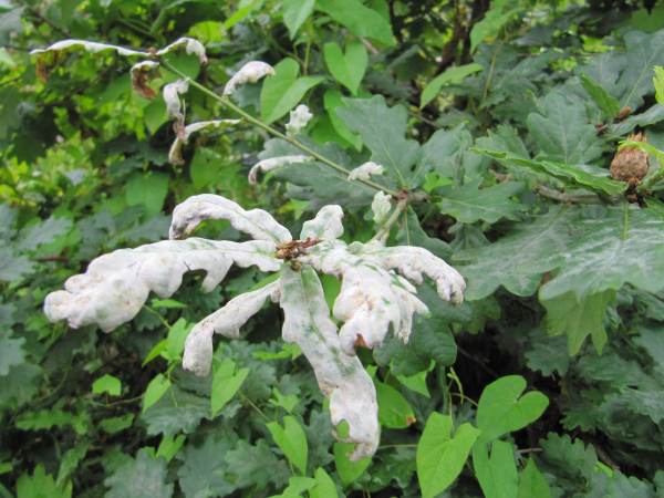 Howardian Local Nature Reserve
  Oak Powdery Mildew